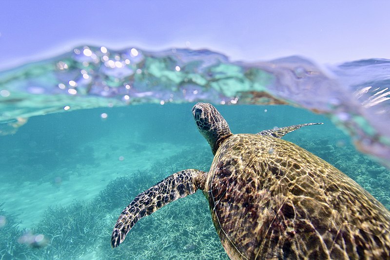 Green_Sea_Turtle_Ningaloo_Reef